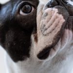 Alerts - White and Black Short Coated Bulldog