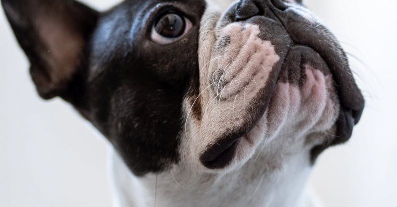 Alerts - White and Black Short Coated Bulldog