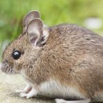 Mouse - Brown and White Land Animal